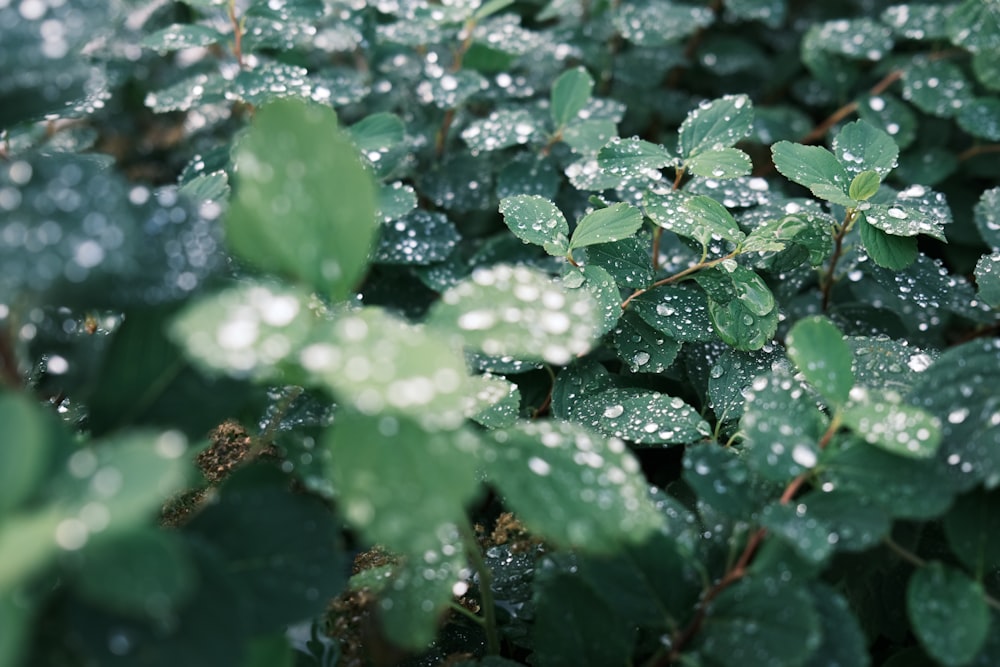 a close up of a plant with water droplets on it