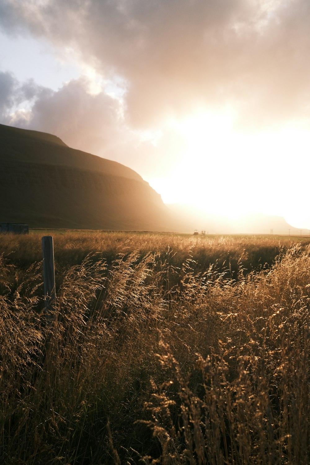 the sun is setting over a field of tall grass