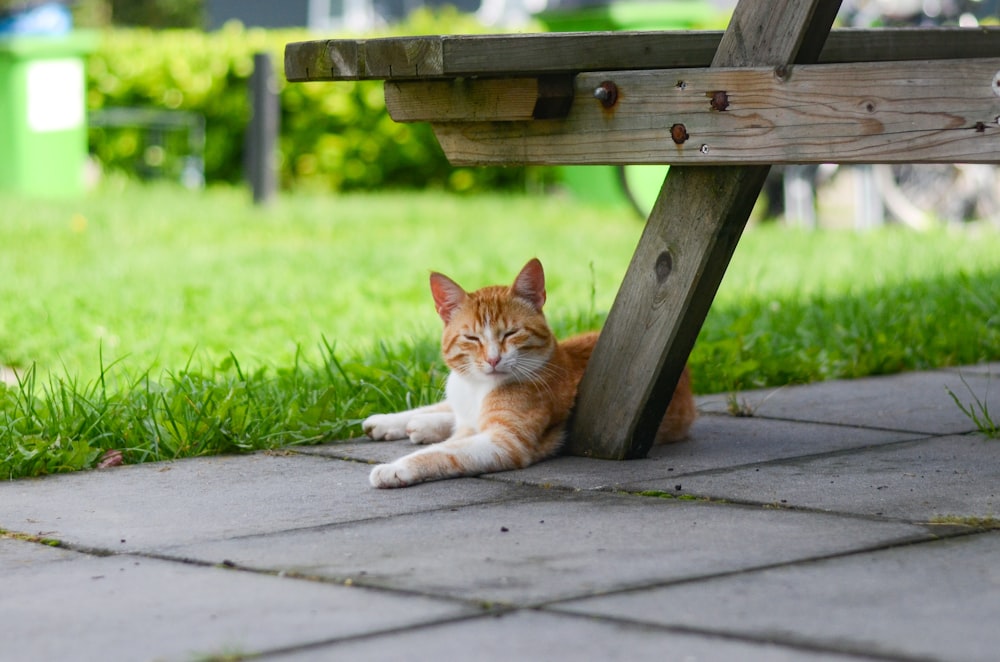 an orange and white cat laying under a wooden bench