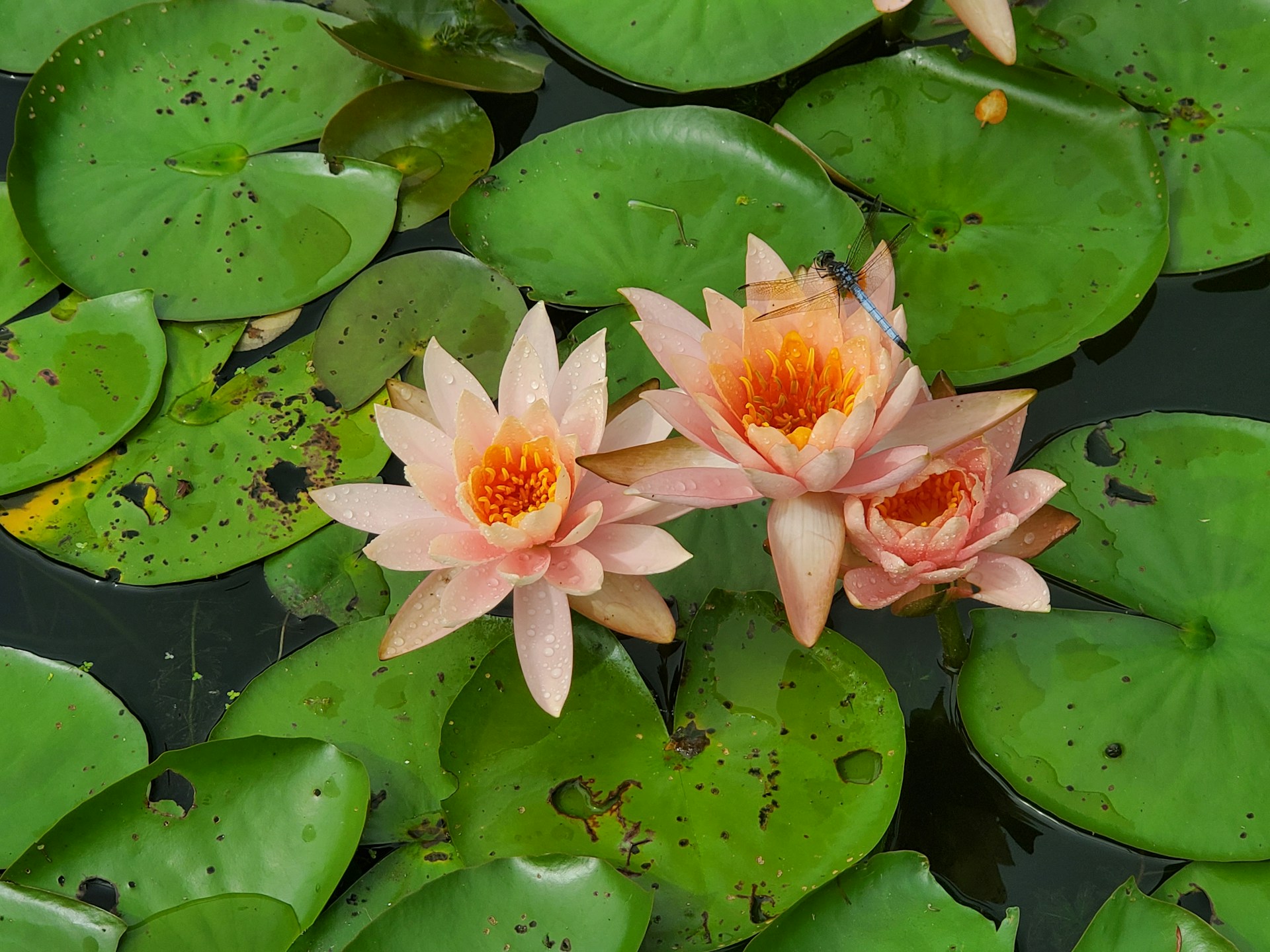 two pink water lilies floating on top of green leaves