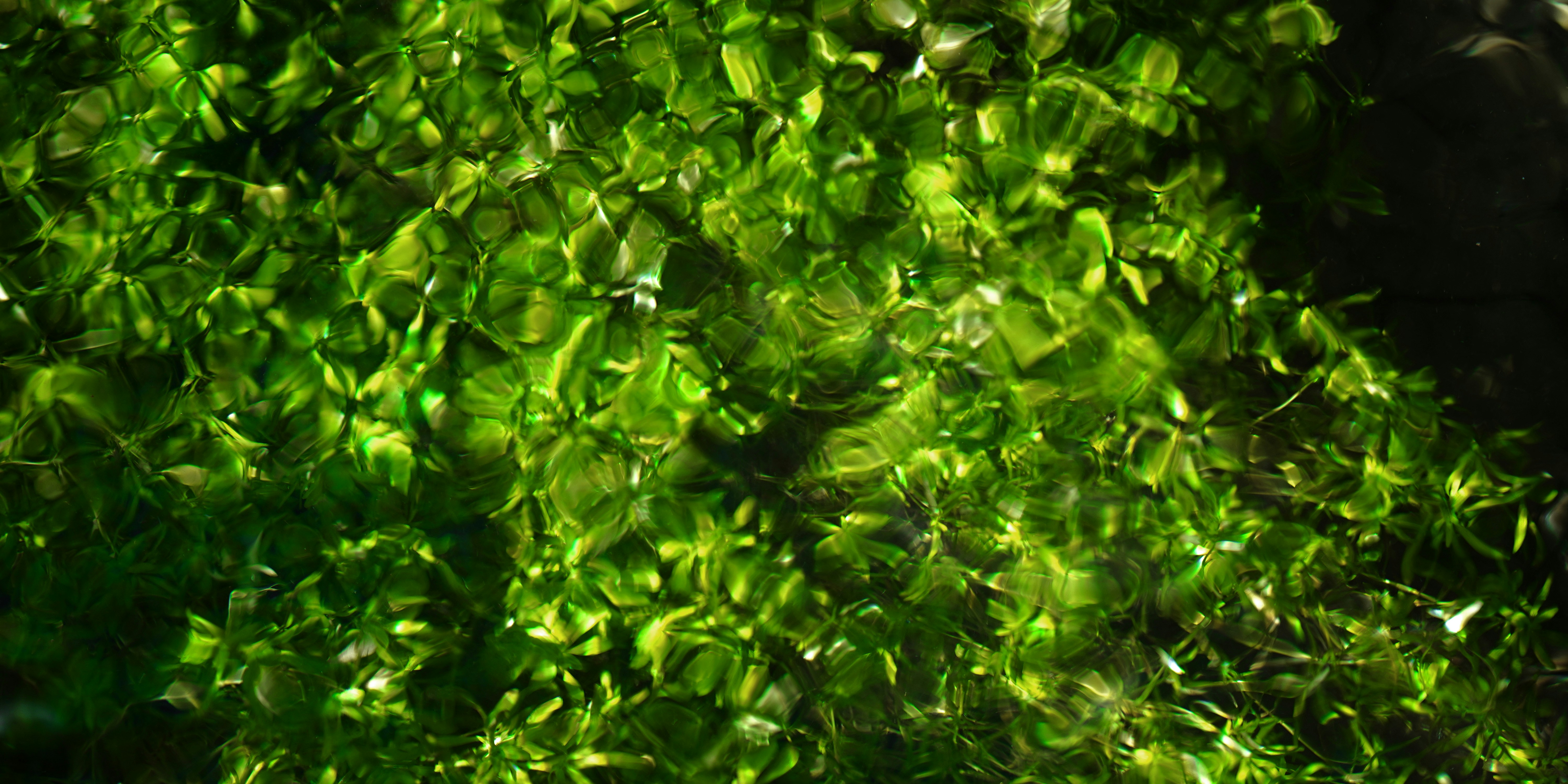 Green Plants in Water