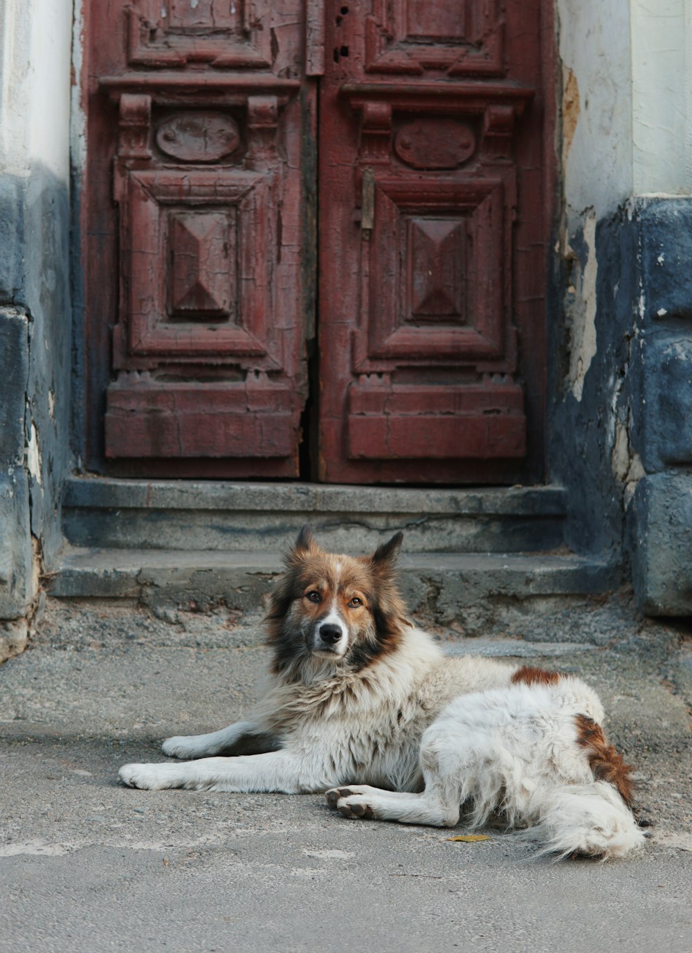 a dog laying on the ground in front of a door
