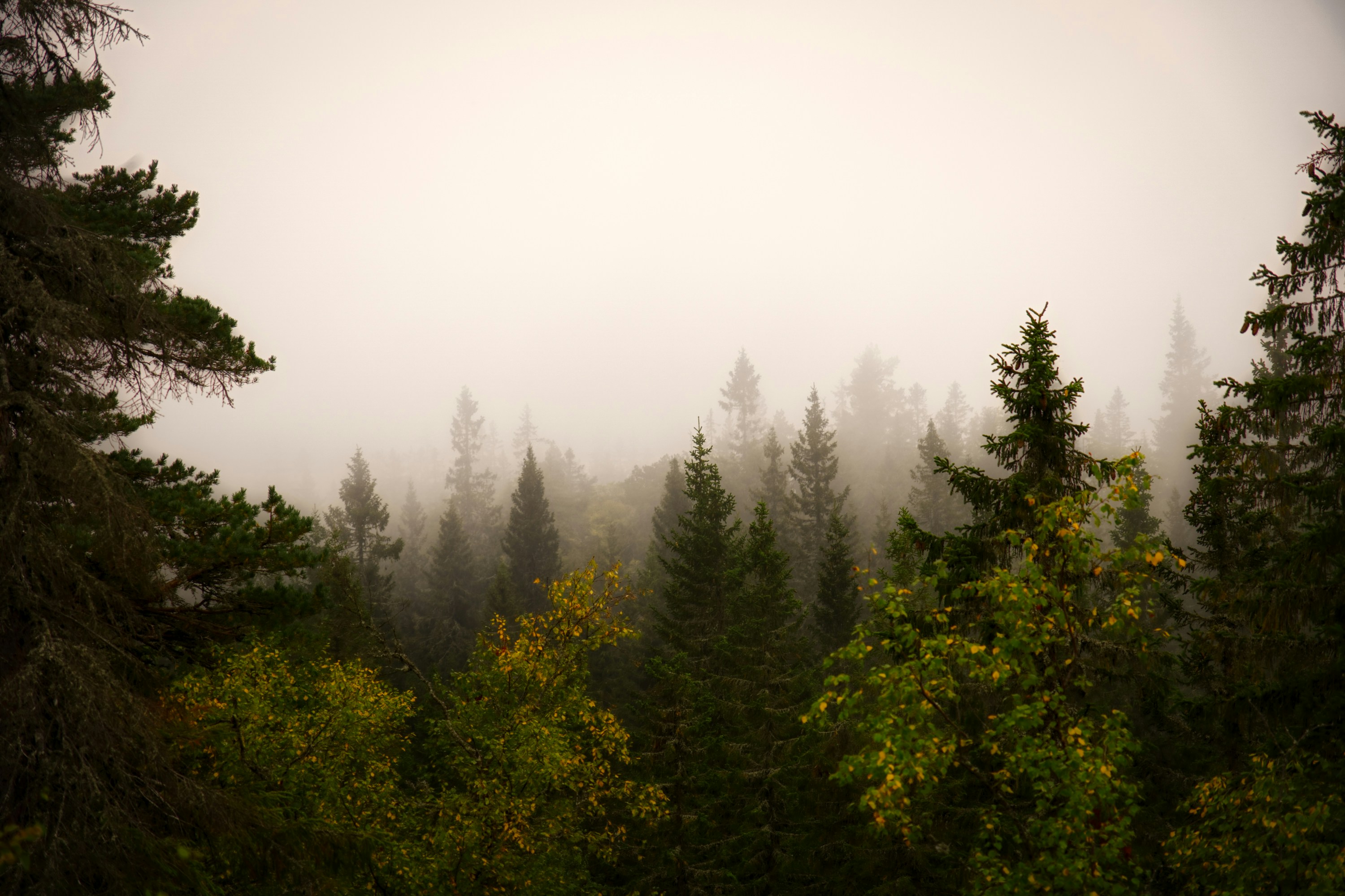 a foggy forest filled with lots of trees, The fall is here. The mist finally covers the woods in Nordmarka after a long, dry, summer.