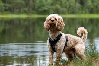 a brown dog standing on top of a grass covered field next to a lake