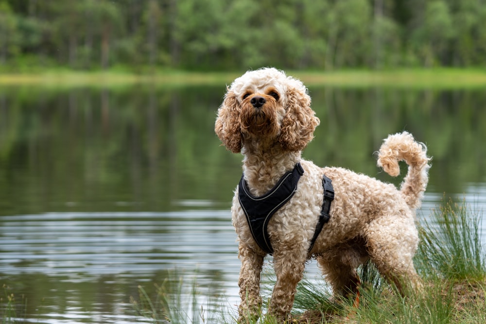 Ein brauner Hund steht auf einem grasbedeckten Feld neben einem See