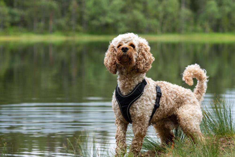 a brown dog standing on top of a grass covered field next to a lake