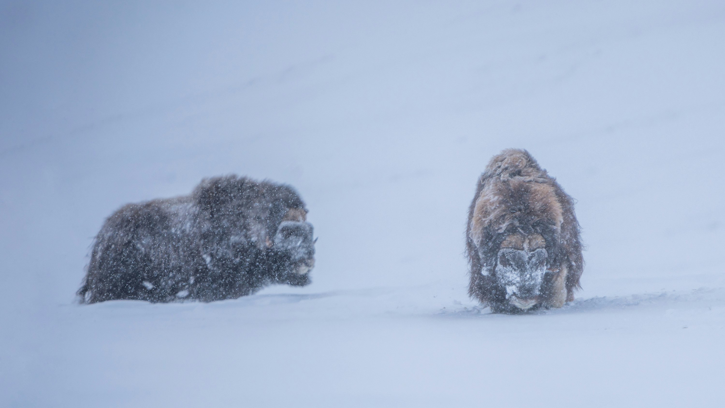 Musk oxen in fierce weather at Dovrefjell, Norway