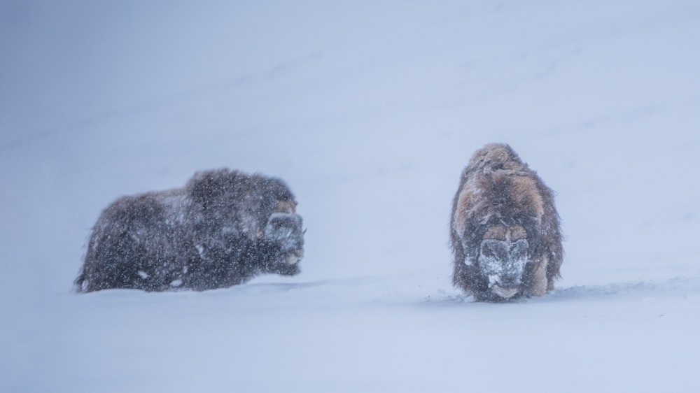 a couple of bison walking across a snow covered field