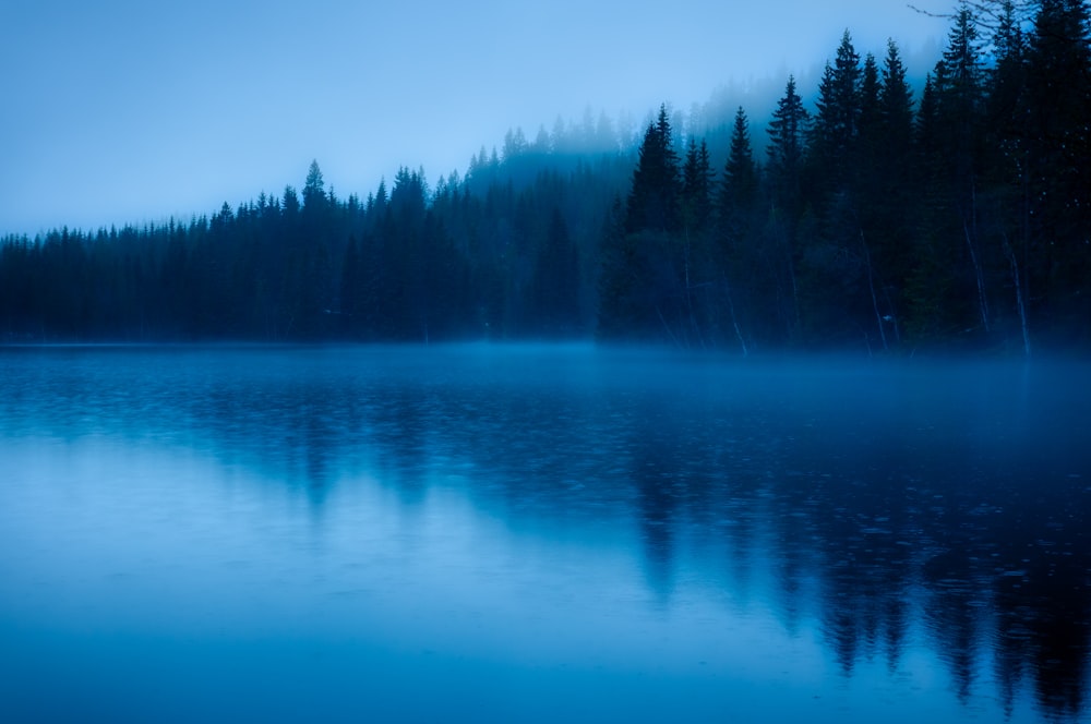 a body of water surrounded by a forest