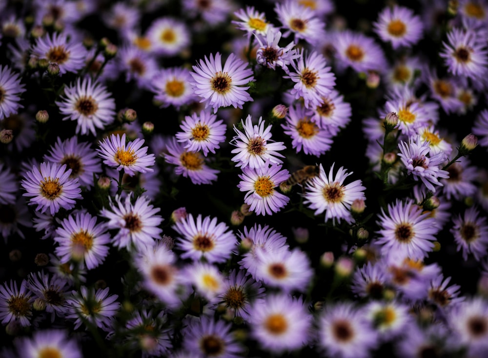 a bunch of purple flowers with yellow centers
