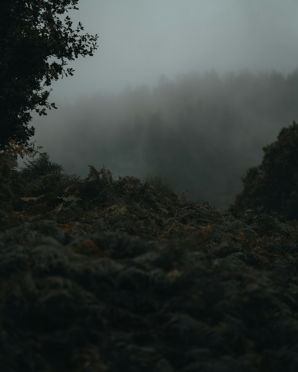 a foggy landscape with trees and bushes