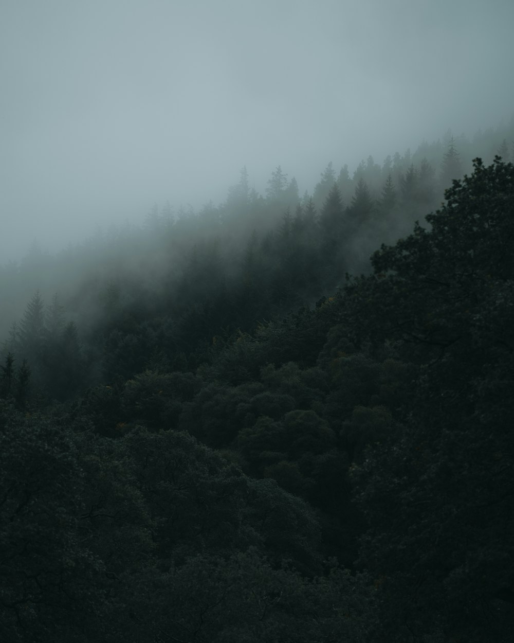 Una foresta nebbiosa con alberi su una collina