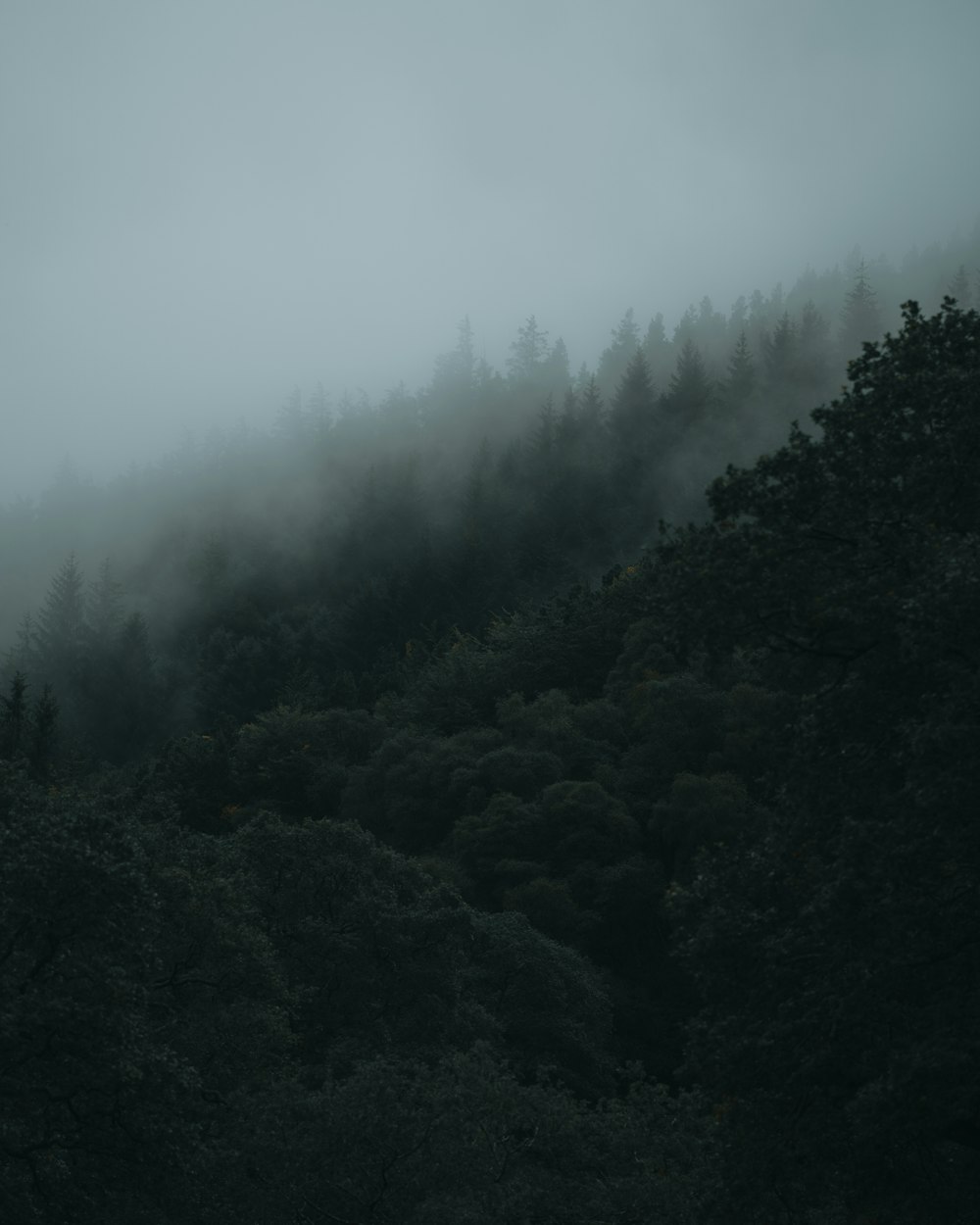a foggy forest with trees on a hill