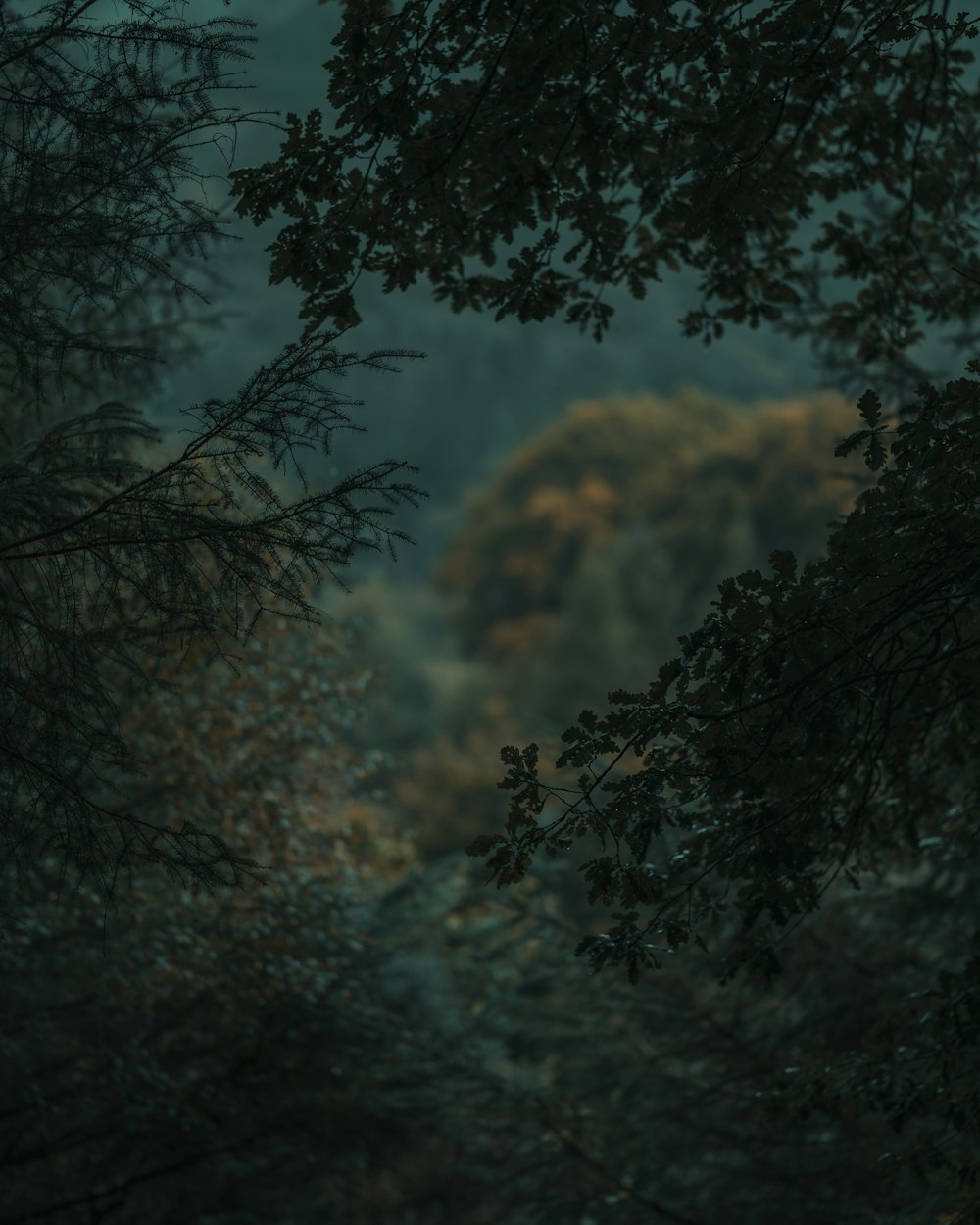 a dark forest filled with lots of trees