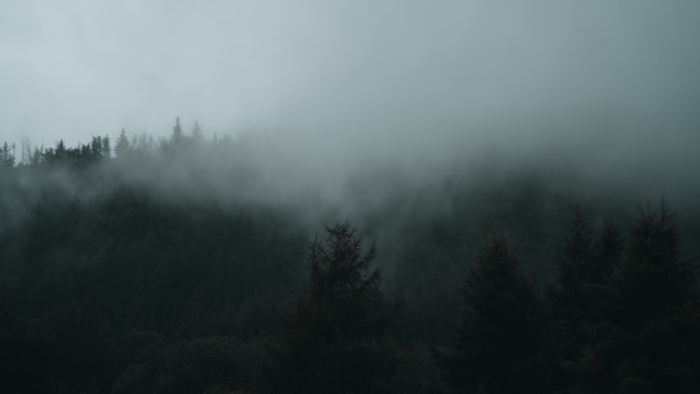 a foggy forest with trees in the foreground