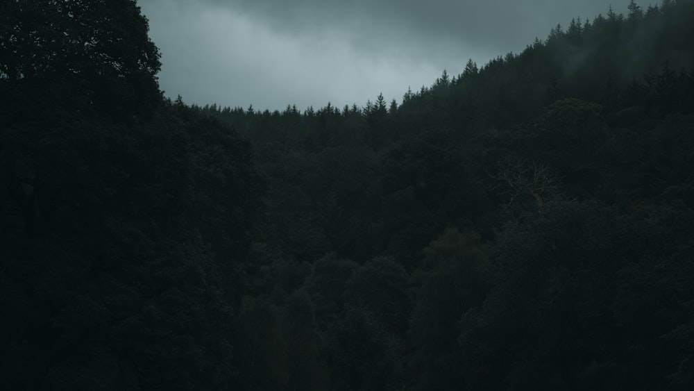 uma foto em preto e branco de uma floresta escura