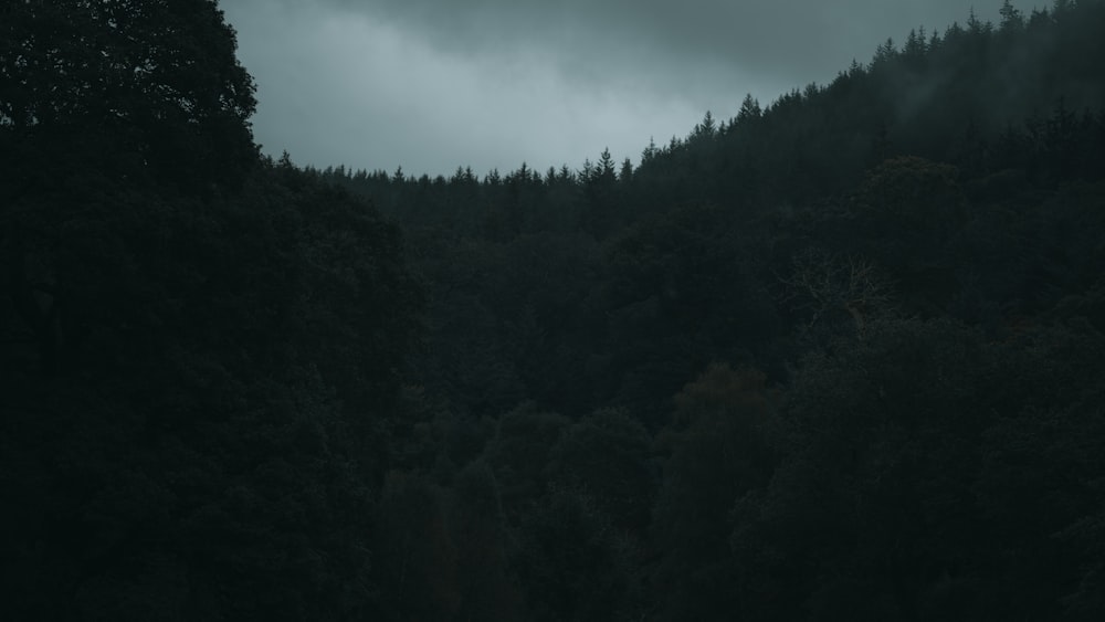 a black and white photo of a dark forest