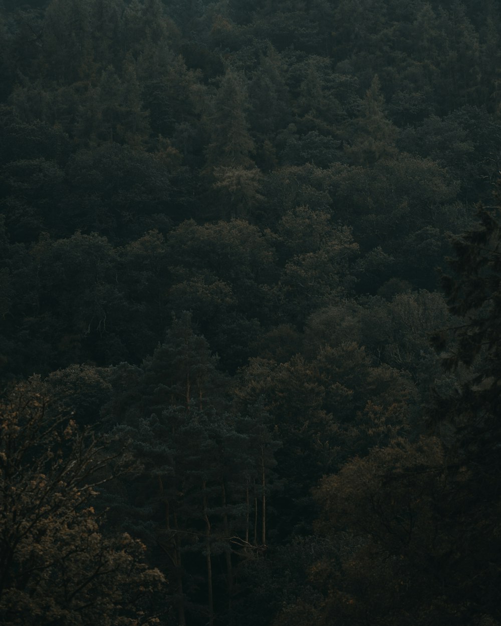 Un bosque lleno de muchos árboles altos