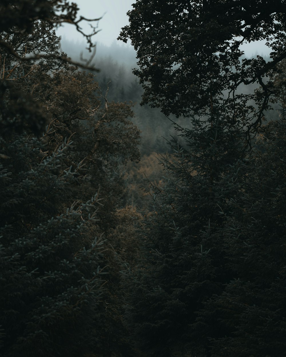 Una foresta piena di molti alberi sotto un cielo nuvoloso