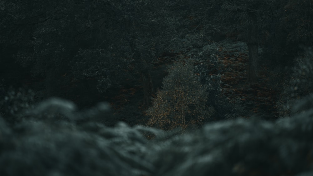 a dark forest filled with lots of trees