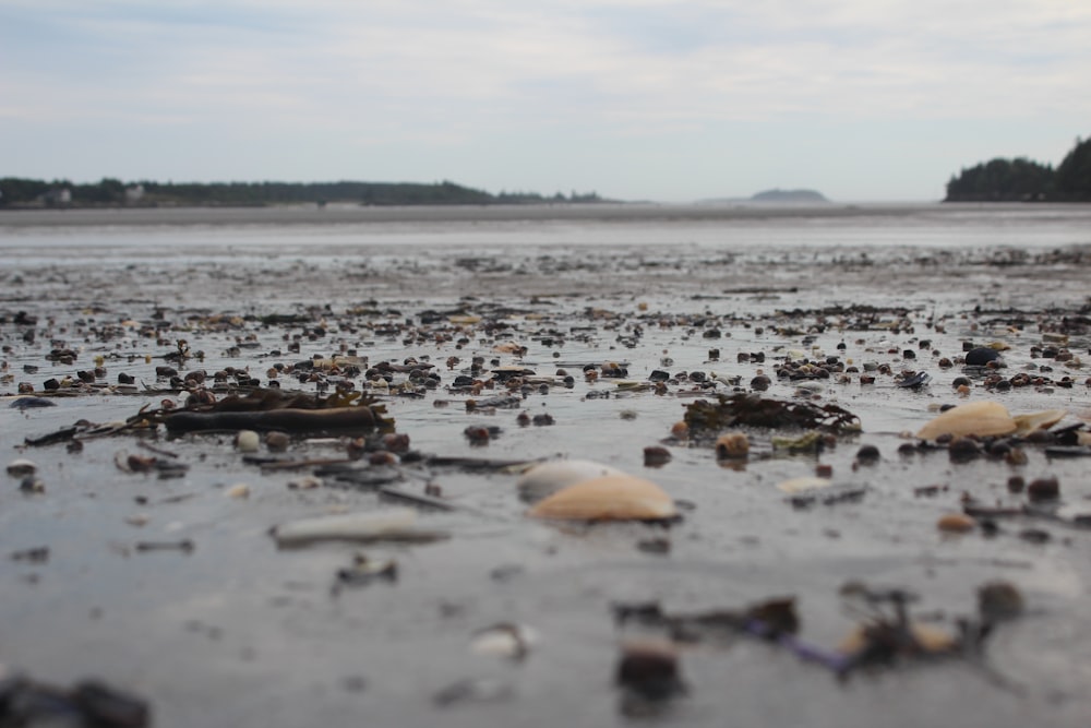 a beach covered in lots of seaweed and rocks