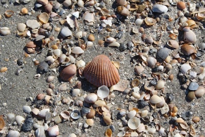 A close-up of a sea shell on a Georgia beach