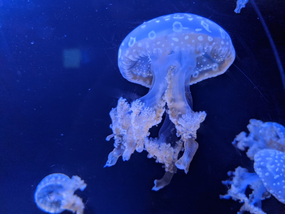 a group of jellyfish swimming in an aquarium