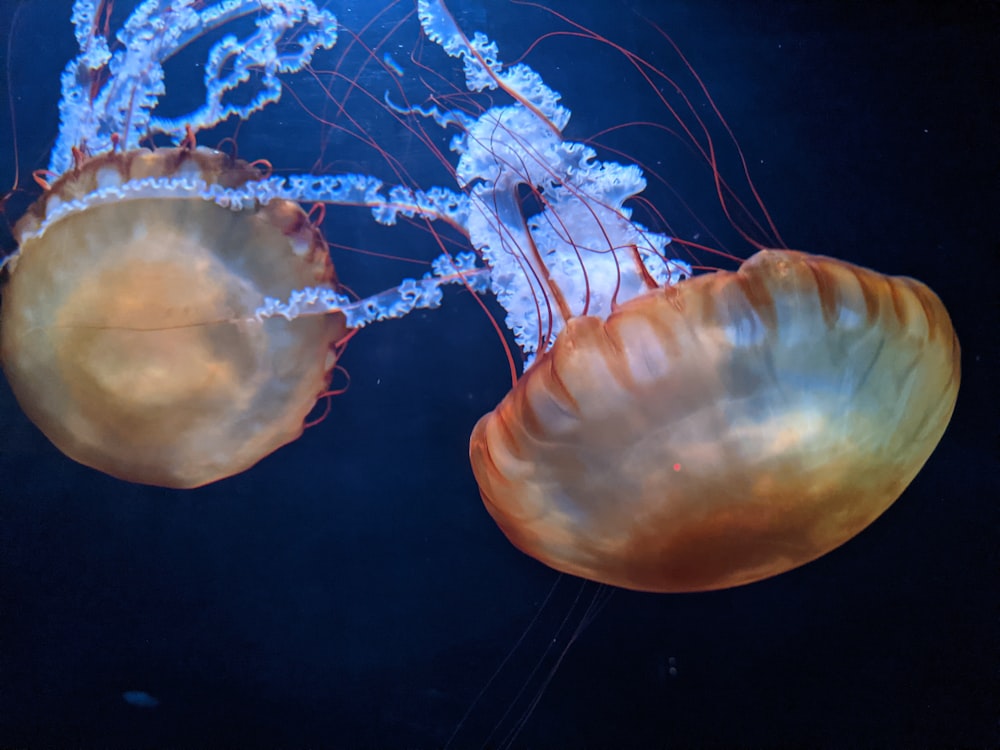 a couple of jellyfish swimming in an aquarium