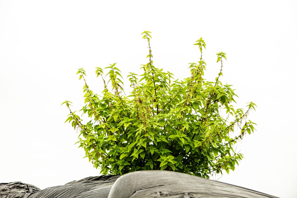 a green bush is growing out of the top of a statue