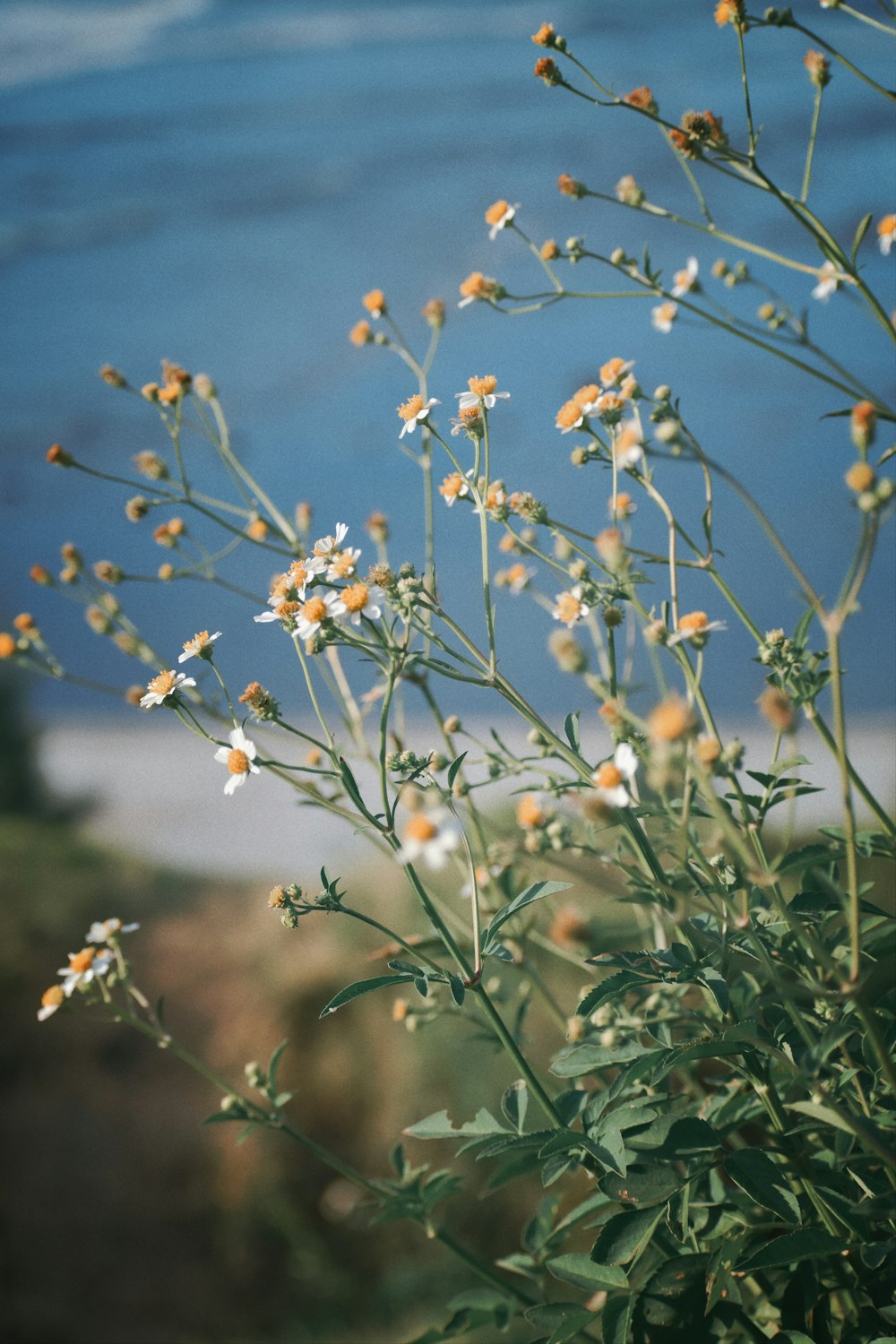 a close up of a plant near a body of water