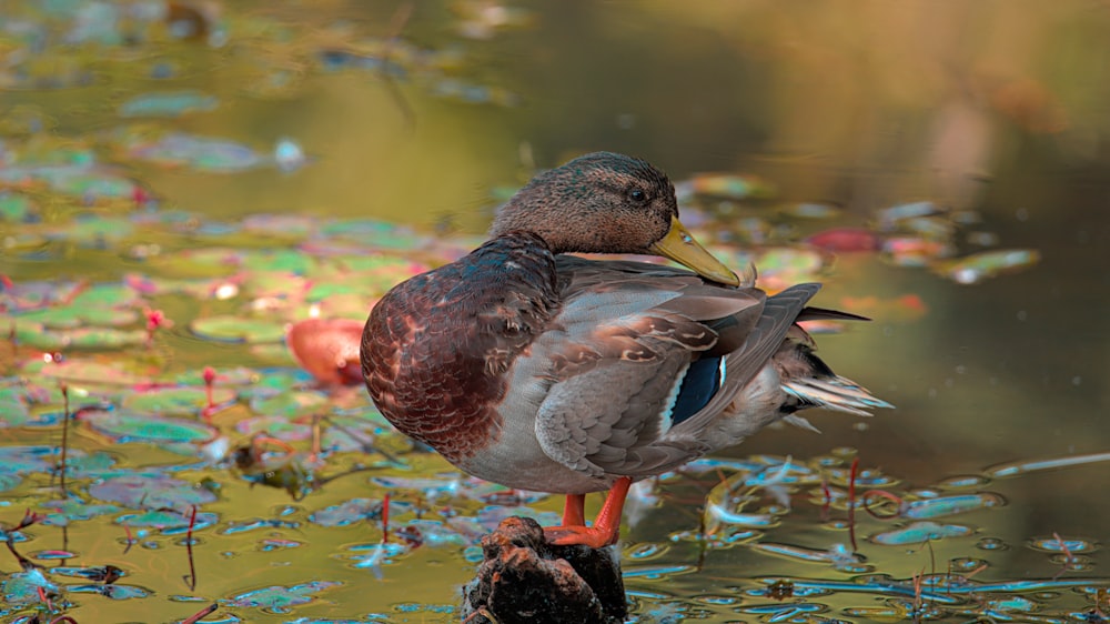 a duck standing on a rock in a pond