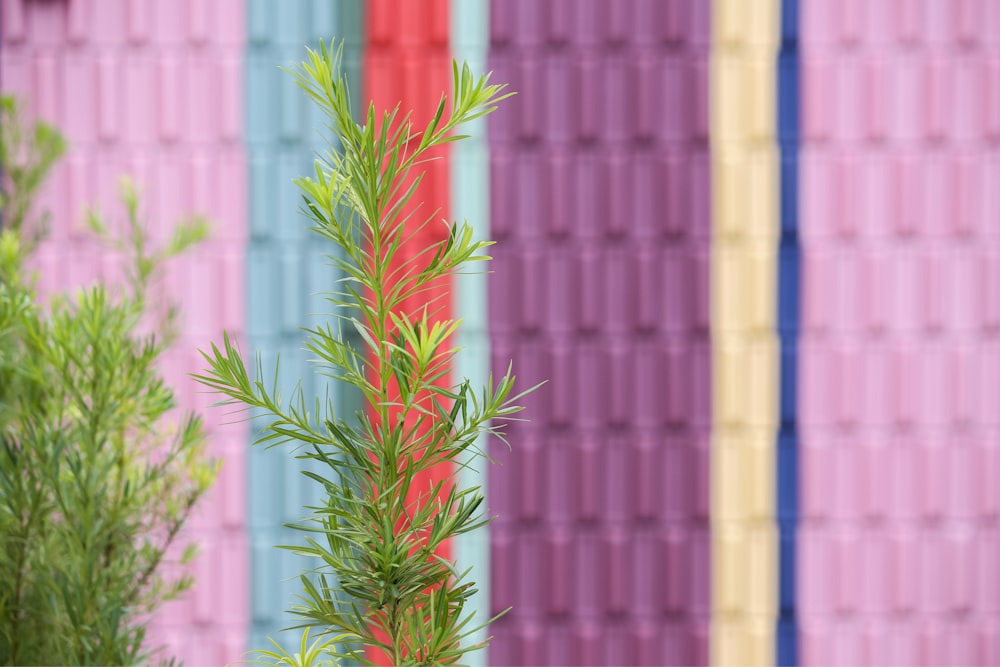 a plant in front of a multi - colored wall