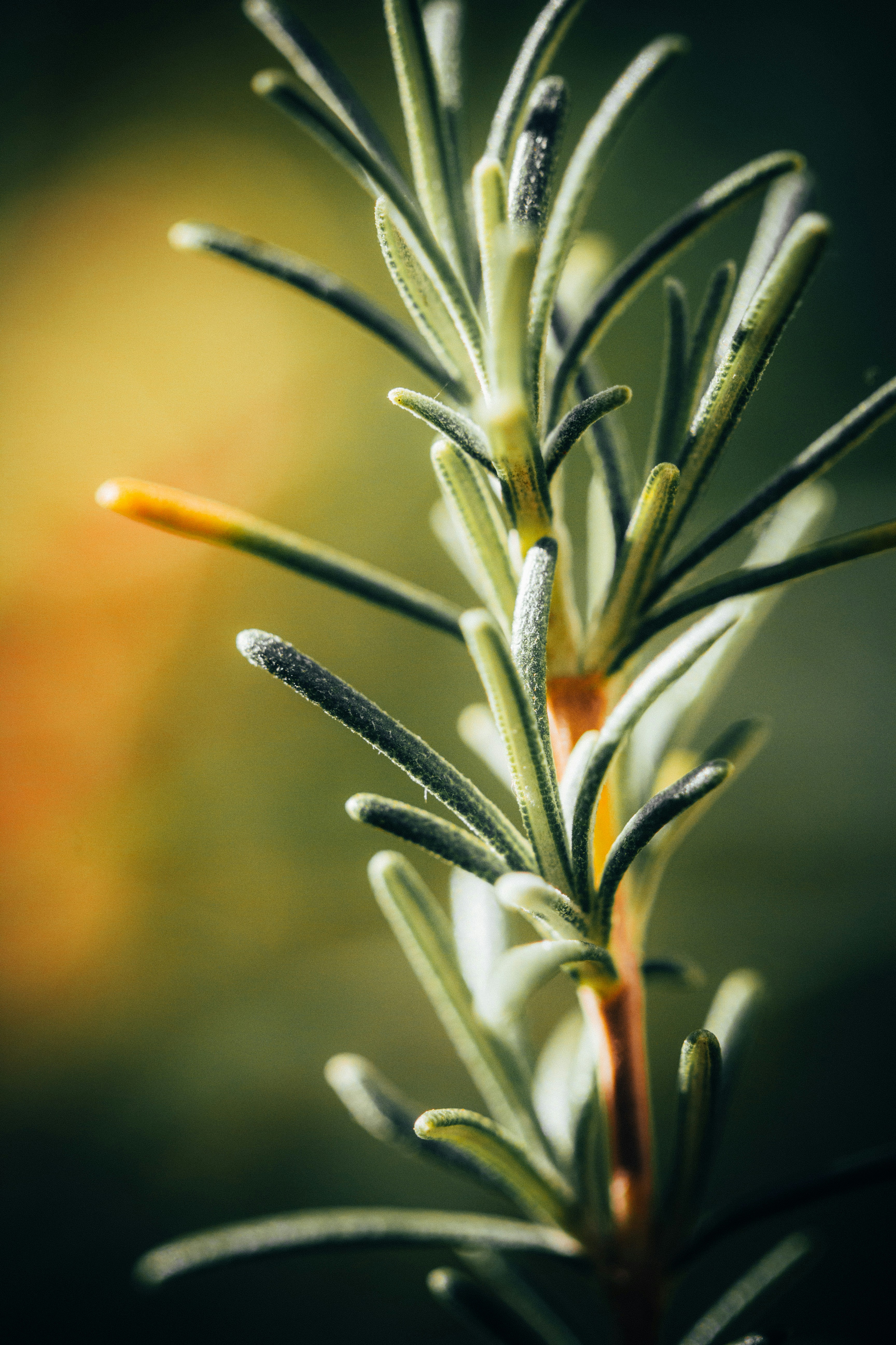 Photo by fredperpetuo