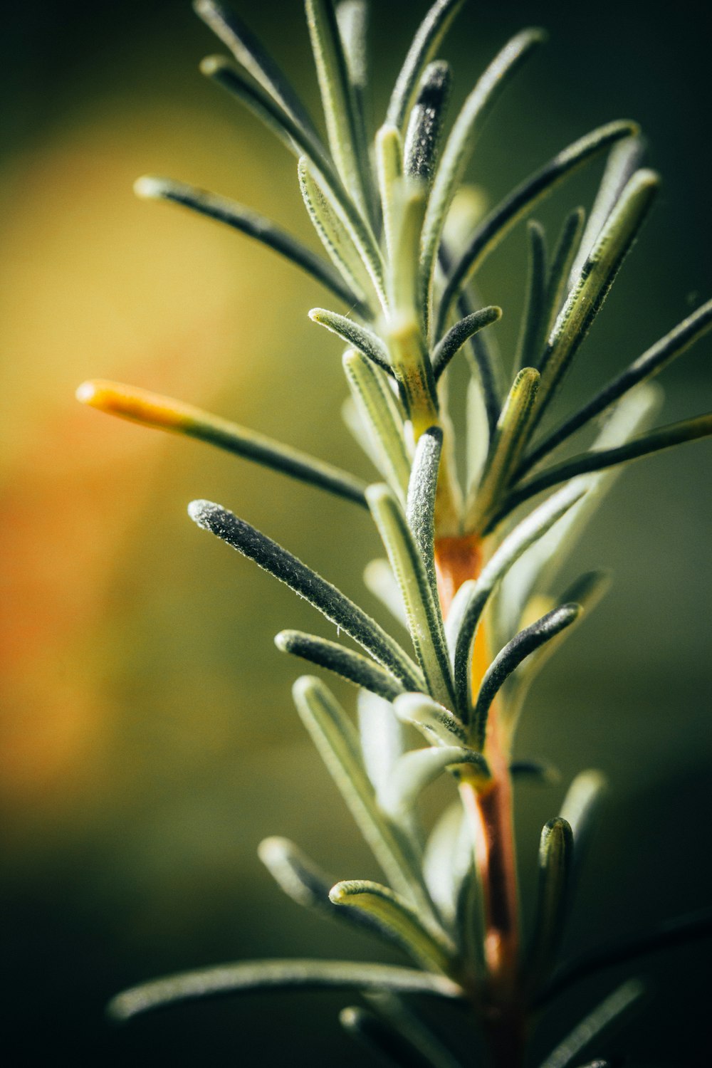 a close up of a plant with a blurry background