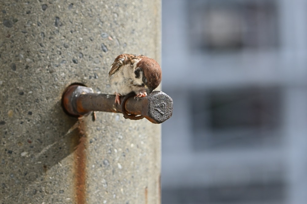 a small bird sitting on top of a metal pipe