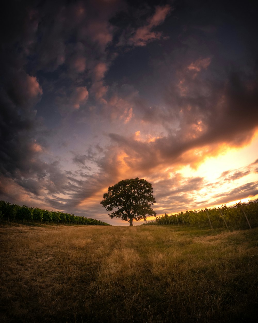 Un arbre solitaire se tient dans un champ au coucher du soleil