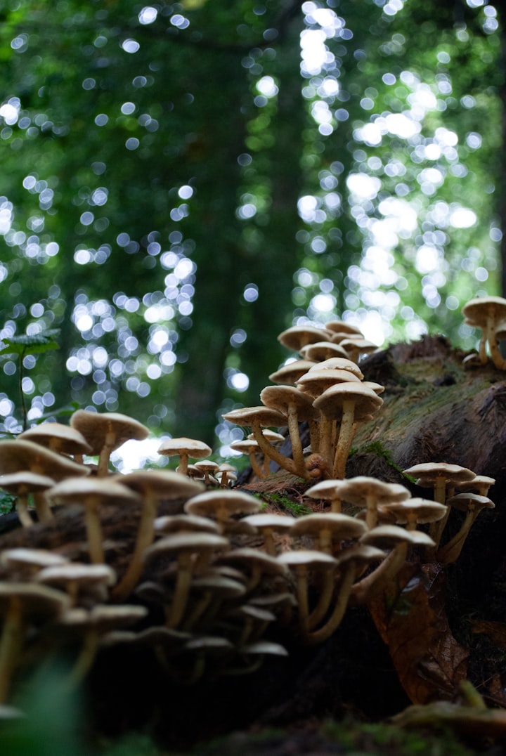 How To Start Your Own Mushroom Farming Business