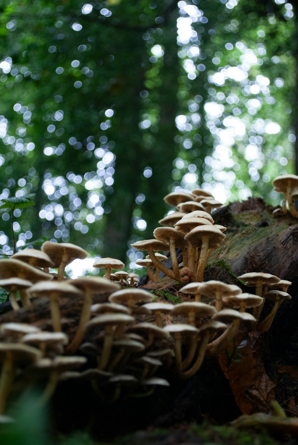 a group of mushrooms growing on a tree stump