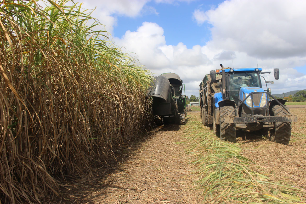 End King Sugar — The Meridian