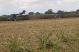 A harvested field of sugarcane stretches into the distance, with two blue tractors and attached equipment visible. The machinery is actively working, with one tractor in the foreground depositing harvested crops into a large green container, while another tractor is further away, driving parallel to a row of standing sugarcane. The sky is overcast, providing muted lighting to the scene.