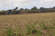 Workers carefully harvesting sugarcane in the golden light of early morning.