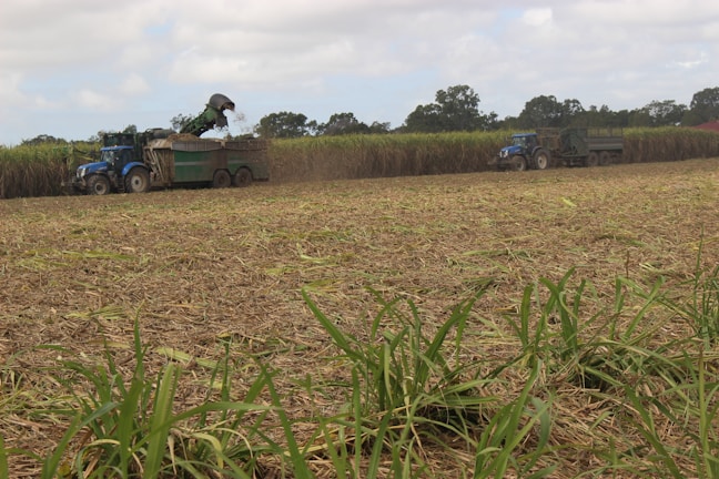A harvested field of sugarcane stretches into the distance, with two blue tractors and attached equipment visible. The machinery is actively working, with one tractor in the foreground depositing harvested crops into a large green container, while another tractor is further away, driving parallel to a row of standing sugarcane. The sky is overcast, providing muted lighting to the scene.