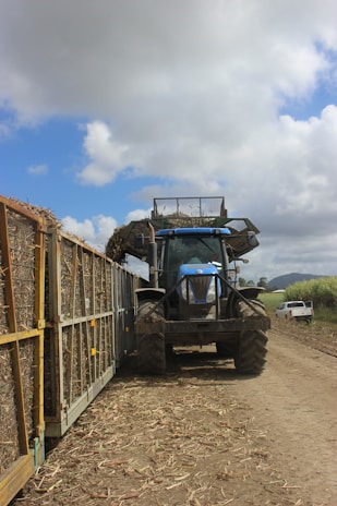 A rustic tractor moving through rows of tall sugarcane, leaving a trail of dust behind.