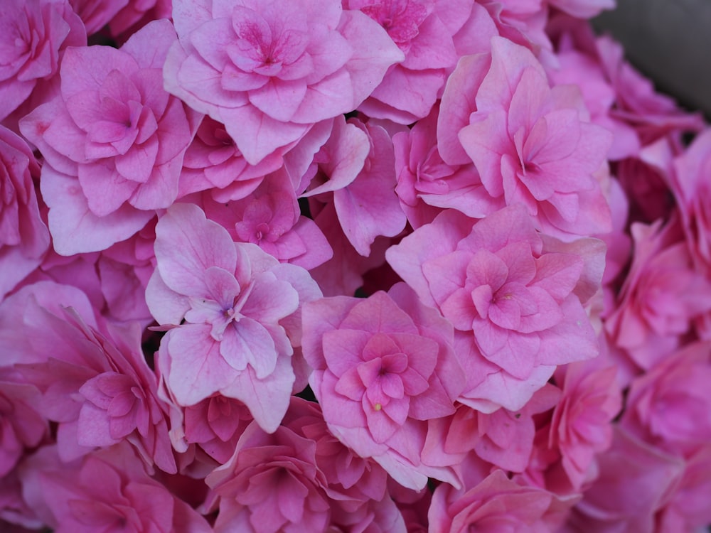 a close up of a bunch of pink flowers