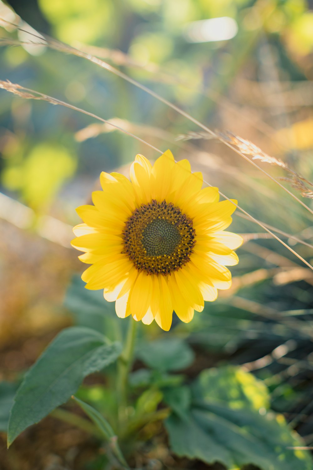 a sunflower in a field of tall grass
