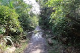 A lush rainforest trail showcasing the beauty of Tijuca National Park.