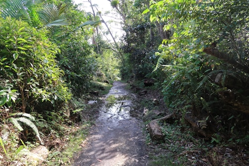 A vibrant trail winding through dense tropical forest in Ujungkulon National Park.