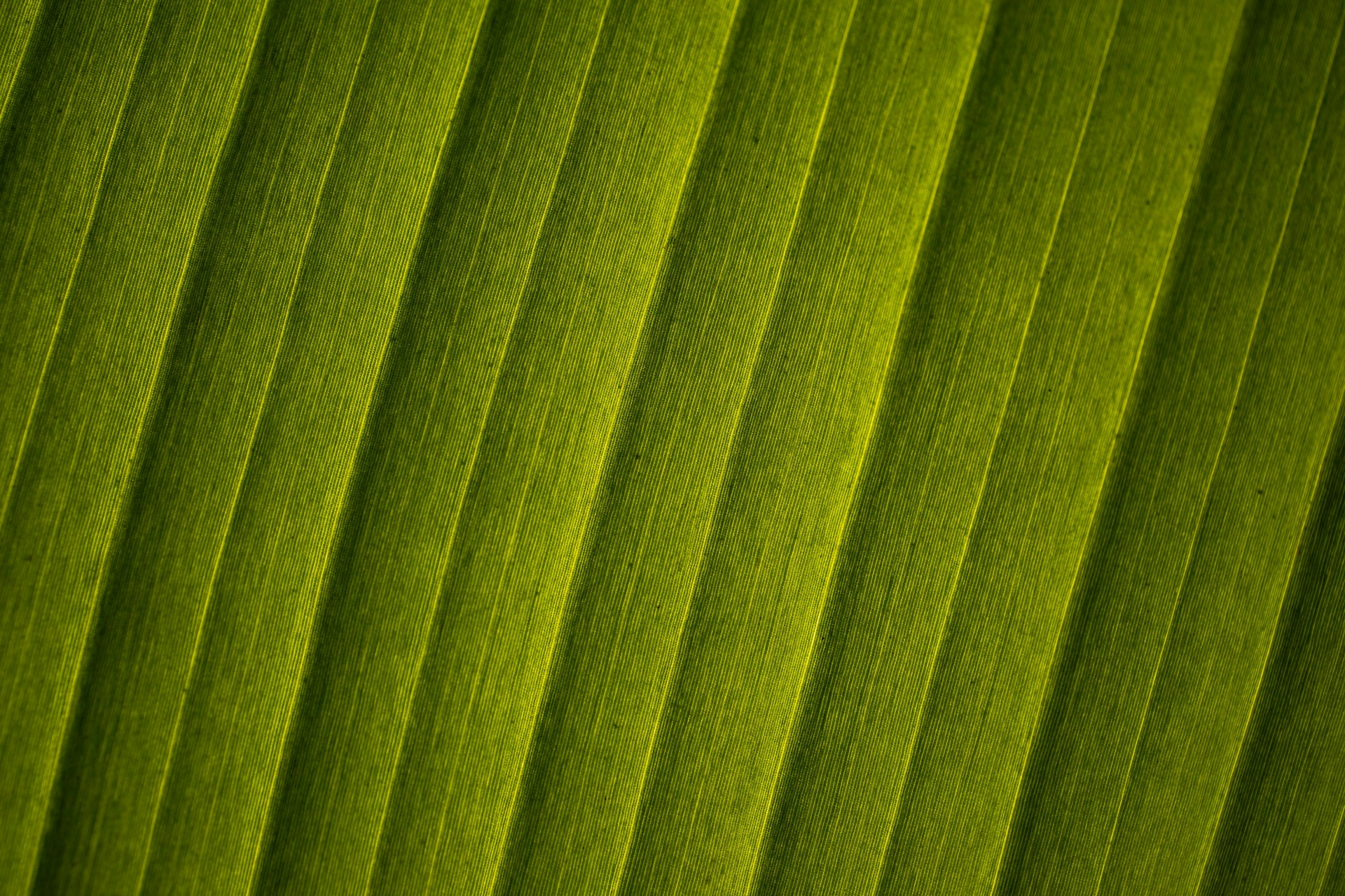 a close up view of a green leaf