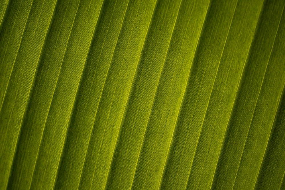 a close up view of a green leaf