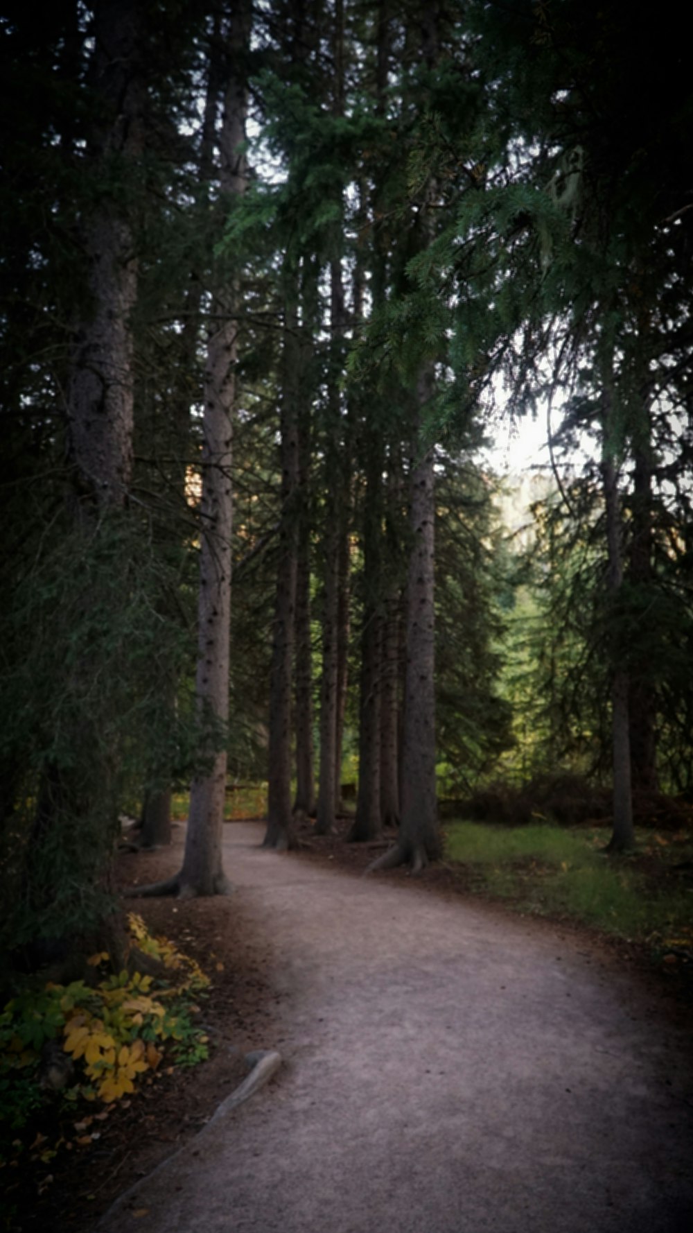 a path through a forest with lots of trees